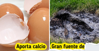 11 Trucos caseros que transformarán el cuidado de tus plantas para que luzcan saludables todo el año