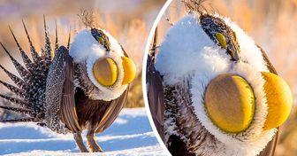 17 Animales con los cuales la naturaleza quería impresionar a todos (aunque quizá se excedió)
