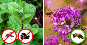 7 Plantas que mantendrán las plagas fuera de tu jardín, y 7 que atraerán a los polinizadores