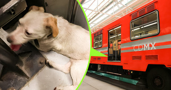 Estación de metro hace lo impensable para salvar a un perro en apuros