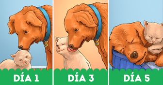 Cómo presentar con éxito a un perro y un gato en 7 sencillos pasos