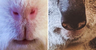 Test: Te retamos a adivinar el animal con solo ver su nariz (apenas unos pocos lo han logrado)