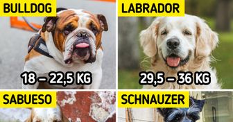 Veterinarios revelan cuáles son los riesgos de la obesidad en perros y cómo tener una mascota saludable