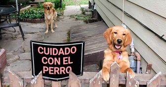 18 Animales que hacen todo menos honor a sus letreros de “Cuidado con el perro”