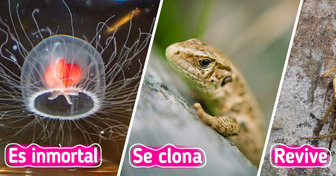 14 Animales con habilidades tan raras que la ciencia aún intenta explicar