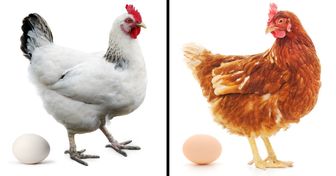 ¿Cuál es la diferencia entre los huevos marrones y los blancos?
