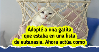18 Gatos rescatados que pueden derretir hasta el corazón más duro