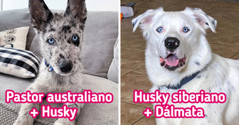 18 Ejemplos de perritos mestizos que opacaron a sus hermanos de raza pura con su singular belleza