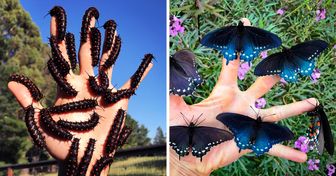 Un joven de San Francisco repuebla especies raras de mariposas en su propio jardín