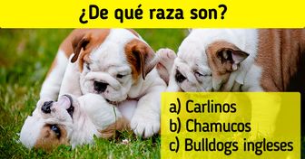 Test: ¿Podrías identificar a qué raza pertenece cada cachorro?