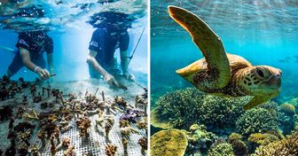 Un grupo de surfistas cultiva corales para salvar a los arrecifes en peligro de extinción