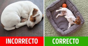 Por qué y cómo elegir la cama adecuada para tu perro (incluso si él prefiere dormir en el suelo)