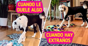 ¿Más que ladridos? Los insólitos videos de Bunny, una perrita que puede “hablar”
