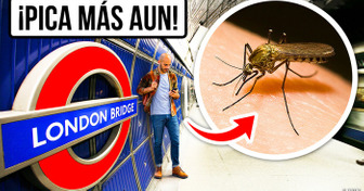 El mosquito mutante de Londres podría estar en tu ciudad próximamente