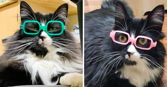En un consultorio oftalmológico, un gato ayuda a los niños a aceptar el uso de anteojos