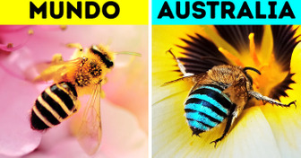 Australia tiene abejas azules, y son tan asombrosas que querrás que vivan en tu país