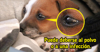 5 Tipos de secreciones que nuestros perros pueden presentar en sus ojos y qué hacer en cada caso