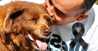 Fallece Bobi, el perro más viejo del mundo