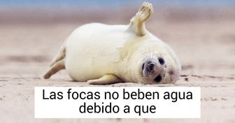 20 Datos que quizás no conocías sobre las focas (y fotos adorables que nos hicieron enamorarnos de ellas)