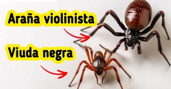 Cómo identificar a las 9 arañas más peligrosas de la naturaleza