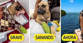 Blu, el perrito que sobrevivió a la crueldad humana, ahora busca justicia y un hogar lleno de amor