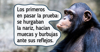 10 Animales que entendieron que eran ellos en el espejo (y así reaccionaron)