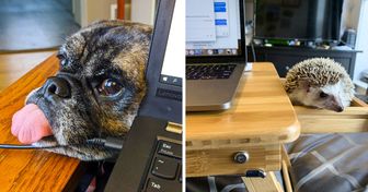 40+ Usuarios de la red mostraron cómo sus mascotas los “ayudan” mientras trabajan desde sus casas