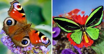 15+ Mariposas que nos dejaron sin aliento con su encantadora belleza