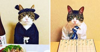 Si te consideras un ser extraño, mira el Instagram de esta chica japonesa que cada día disfraza a su gato de formas distintas para la hora de la cena