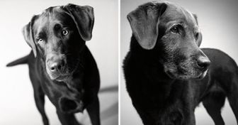 ¿Cómo envejecen los perros? Un proyecto fotográfico curioso y enternecedor