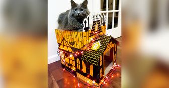 Estos castillos encantados para gatos son una sensación entre los fanáticos de Halloween y de los felinos