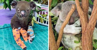 Cómo “adoptar” a un koala y otras dos alternativas para revertir su destino hacia a la extinción
