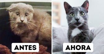 19 Usuarios de la red mostraron fotos de sus gatos antes y después de ser adoptados