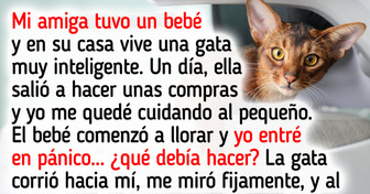 Las 7 mejores razas de gatos para familias que buscan una mascota tierna y juguetona