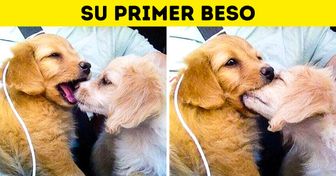 24 Fotos que podrían convencer a las personas anti-mascotas de conseguir un amigo peludo