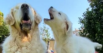 La enternecedora historia de amistad entre un perro que perdió la vista y el cachorro que se volvió su guía