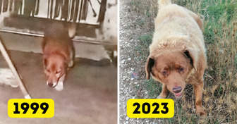 Cómo es la vida de Bobi, el perro más longevo del mundo