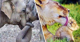 20 Fotos de animales que prueban que no hay nada mejor que el amor de una madre