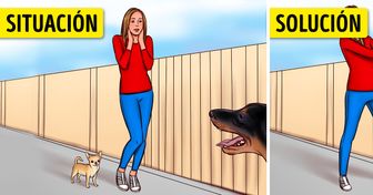 Reglas de comportamiento al encontrarte con un perro callejero, las cuales pueden proteger tu salud e incluso salvarte la vida