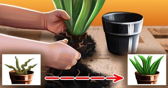 Cómo revivir tus plantas favoritas