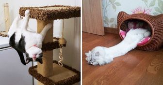 25 Gatos increíblemente flexibles que rompieron todas las leyes de la física