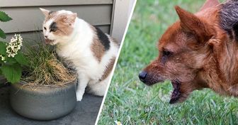 Por qué los perros y los gatos comen hierba y qué puedes hacer al respecto