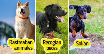 10 Razas de perros y el rol que cumplían antes de ser los consentidos de la casa