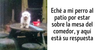 20+ Animales rebeldes y orgullosos a los que no les importan las reglas humanas