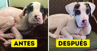 20+ Fotos de animales antes y después de ser adoptados
