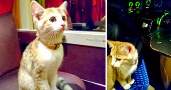 Este gatito perdido viajó 20 kilómetros en tren buscando a su dueña ¡y la encontró!