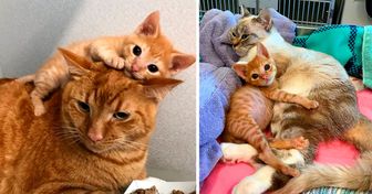 Rescataron a un gatito amante de los abrazos, y la veterinaria que lo cuidó nos contó su historia