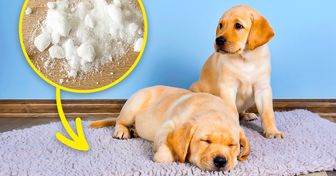 11 Trucos para eliminar los malos olores producidos por tu mascota