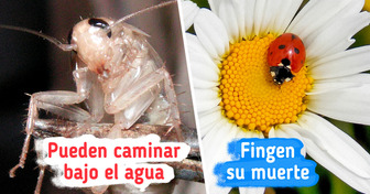 20+ Fascinantes datos sobre insectos que podrían probar que su mundo es más grande de lo que parece