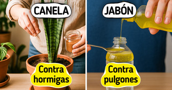 10 Trucos naturales para decirles adiós a las plagas del jardín
